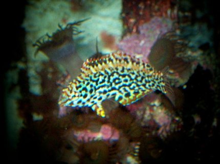 saltwater fish - macropharyngodon meleagris - leopard wrasse stocking in 90 gallons tank - nice lepord wrasse saltwater fish - macropharyngodon meleagris - leopard wrasse stocking in 90 gallons tank - nice lepord wrasse