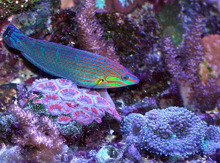 saltwater fish - halichoeres claudia - christmas wrasse stocking in 180 gallons tank - Christmas wrasse and corals saltwater fish - halichoeres claudia - christmas wrasse stocking in 180 gallons tank - Christmas wrasse and corals