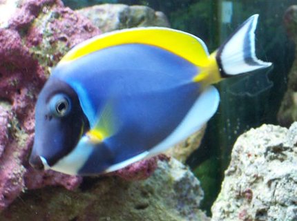 saltwater fish - acanthurus leucosternon - powder blue tang stocking in 75 gallons tank - one of my powder blue tangs saltwater fish - acanthurus leucosternon - powder blue tang stocking in 75 gallons tank - one of my powder blue tangs