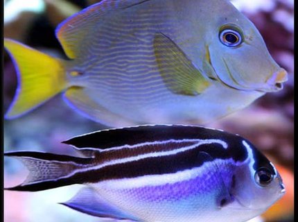 saltwater fish - acanthurus coeruleus - atlantic blue tang stocking in 500 gallons tank - Atlantic blue tang and Bellus angel saltwater fish - acanthurus coeruleus - atlantic blue tang stocking in 500 gallons tank - Atlantic blue tang and Bellus angel