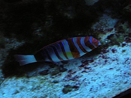 saltwater fish - choerodon fasciatus - harlequin tusk stocking in 125 gallons tank - Harlequin Tusk saltwater fish - choerodon fasciatus - harlequin tusk stocking in 125 gallons tank - Harlequin Tusk