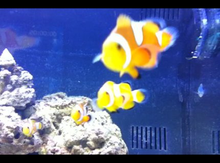 saltwater fish - amphiprion percula - true percula clownfish stocking in 125 gallons tank - flibble flabble saltwater fish - amphiprion percula - true percula clownfish stocking in 125 gallons tank - flibble flabble