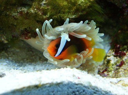 saltwater fish - amphiprion frenatus - tomato clownfish stocking in 3 gallons tank - tomato clown and a host anemone saltwater fish - amphiprion frenatus - tomato clownfish stocking in 3 gallons tank - tomato clown and a host anemone