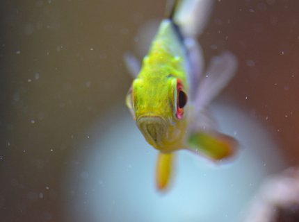 saltwater fish - sphaeramia nematoptera - spotted cardinalfish ( stocking in 29 gallons tank - Pajama Cardinal that would not turn to have his picture taken saltwater fish - sphaeramia nematoptera - spotted cardinalfish ( stocking in 29 gallons tank - Pajama Cardinal that would not turn to have his picture taken