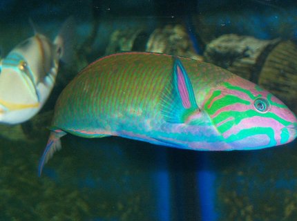 saltwater fish - thalassoma lunare - lyretail wrasse stocking in 180 gallons tank - Lunar Wrasse saltwater fish - thalassoma lunare - lyretail wrasse stocking in 180 gallons tank - Lunar Wrasse
