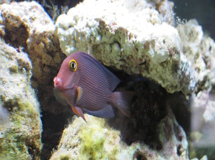 saltwater fish - ctenochaetus strigosus - kole yellow eye tang stocking in 125 gallons tank - Kole Tang saltwater fish - ctenochaetus strigosus - kole yellow eye tang stocking in 125 gallons tank - Kole Tang