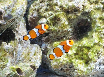 saltwater fish - amphiprion percula - true percula clownfish stocking in 125 gallons tank - percula clowns saltwater fish - amphiprion percula - true percula clownfish stocking in 125 gallons tank - percula clowns
