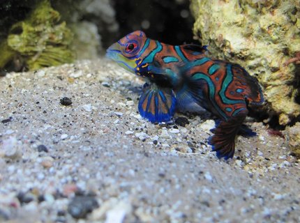saltwater fish - pterosynchiropus splendidus var. - red mandarin stocking in 125 gallons tank - Mandarin dragonet saltwater fish - pterosynchiropus splendidus var. - red mandarin stocking in 125 gallons tank - Mandarin dragonet