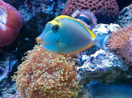 saltwater fish - naso lituratus - naso tang stocking in 65 gallons tank - GAGA
2YR OLD BLONDE NASO TANG saltwater fish - naso lituratus - naso tang stocking in 65 gallons tank - GAGA
2YR OLD BLONDE NASO TANG