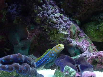saltwater fish - opistognathus rosenblatti - jawfish, blue dot stocking in 120 gallons tank - jawfish saltwater fish - opistognathus rosenblatti - jawfish, blue dot stocking in 120 gallons tank - jawfish