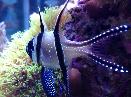 saltwater fish - pterapogon kauderni stocking in 90 gallons tank - tank bred banggai cardinalfish saltwater fish - pterapogon kauderni stocking in 90 gallons tank - tank bred banggai cardinalfish