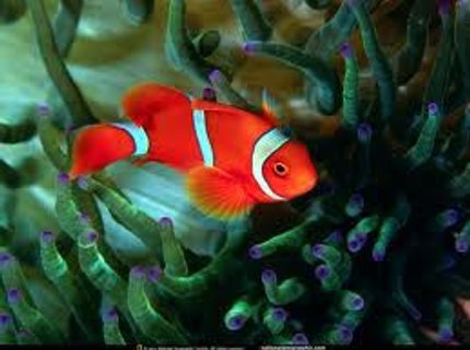 saltwater fish - premnas biaculeatus - yellowstripe maroon clownfish stocking in 89 gallons tank - red fish saltwater fish - premnas biaculeatus - yellowstripe maroon clownfish stocking in 89 gallons tank - red fish