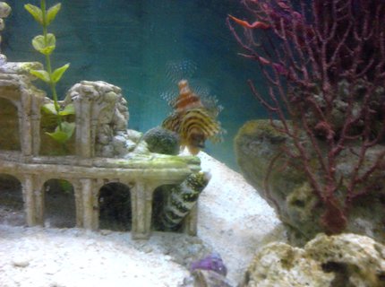 saltwater fish - echidna nebulosa - snowflake eel stocking in 55 gallons tank - fuzzy Lion and snowflake eel saltwater fish - echidna nebulosa - snowflake eel stocking in 55 gallons tank - fuzzy Lion and snowflake eel