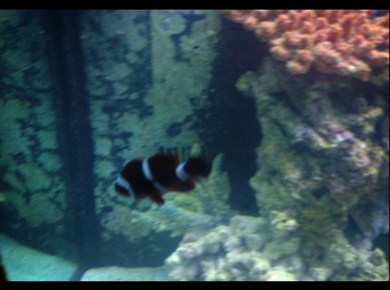 saltwater fish - premnas biaculeatus - maroon clownfish stocking in 150 gallons tank - Maroon clown saltwater fish - premnas biaculeatus - maroon clownfish stocking in 150 gallons tank - Maroon clown