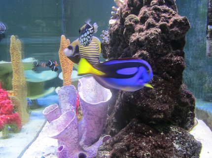 saltwater fish - paracanthurus hepatus - blue tang stocking in 150 gallons tank - Side View saltwater fish - paracanthurus hepatus - blue tang stocking in 150 gallons tank - Side View