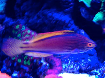 saltwater fish - cirrhilabrus lineatus - lineatus fairy wrasse stocking in 75 gallons tank - Erik's Lineatus wrasse saltwater fish - cirrhilabrus lineatus - lineatus fairy wrasse stocking in 75 gallons tank - Erik's Lineatus wrasse