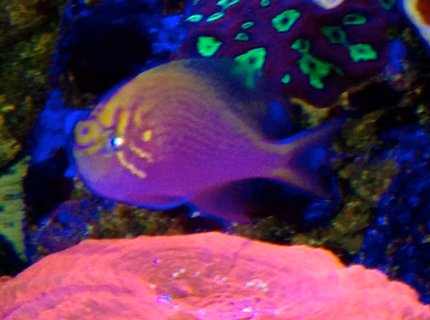 saltwater fish - serranocirrhitus latus - fathead sunburst anthias stocking in 75 gallons tank - sunburst anthia saltwater fish - serranocirrhitus latus - fathead sunburst anthias stocking in 75 gallons tank - sunburst anthia