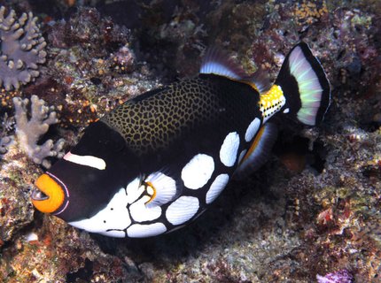 saltwater fish - balistoides conspicillum - clown triggerfish stocking in 180 gallons tank saltwater fish - balistoides conspicillum - clown triggerfish stocking in 180 gallons tank