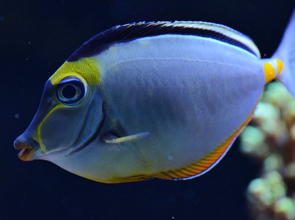 saltwater fish - naso lituratus - naso tang stocking in 240 gallons tank - My Lipstick Tang saltwater fish - naso lituratus - naso tang stocking in 240 gallons tank - My Lipstick Tang