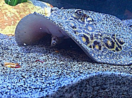 saltwater fish stocking in 100 gallons tank - Medusa; Marble motoro stingray 1 year old saltwater fish stocking in 100 gallons tank - Medusa; Marble motoro stingray 1 year old