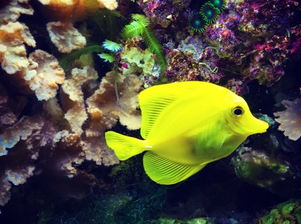 saltwater fish stocking in 55 gallons tank - Yellow tang saltwater fish stocking in 55 gallons tank - Yellow tang