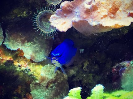 saltwater fish stocking in 55 gallons tank - blue devil saltwater fish stocking in 55 gallons tank - blue devil