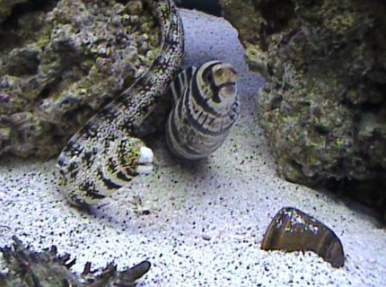 saltwater fish - echidna nebulosa - snowflake eel stocking in 125 gallons tank - there buddies. always chillin together.. saltwater fish - echidna nebulosa - snowflake eel stocking in 125 gallons tank - there buddies. always chillin together..