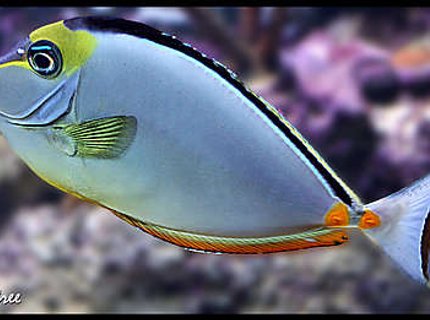 saltwater fish - naso lituratus - naso tang stocking in 125 gallons tank - 2 yr old Naso Tang saltwater fish - naso lituratus - naso tang stocking in 125 gallons tank - 2 yr old Naso Tang