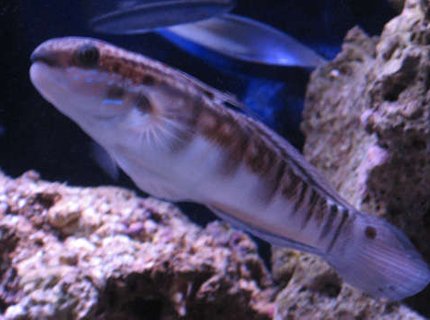 saltwater fish - amblygobius phalaena - bullet goby stocking in 38 gallons tank - Tank 1 bullet goby in front of live rock saltwater fish - amblygobius phalaena - bullet goby stocking in 38 gallons tank - Tank 1 bullet goby in front of live rock