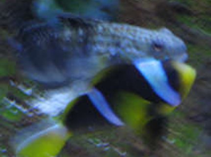 saltwater fish - amblygobius phalaena - bullet goby stocking in 38 gallons tank - bullet goby just about to bite clownfish in tank 2 saltwater fish - amblygobius phalaena - bullet goby stocking in 38 gallons tank - bullet goby just about to bite clownfish in tank 2