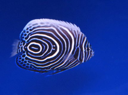 saltwater fish - pomacanthus imperator - emperor angelfish stocking in 10 gallons tank - Juv. Emperor Angel at LFS saltwater fish - pomacanthus imperator - emperor angelfish stocking in 10 gallons tank - Juv. Emperor Angel at LFS