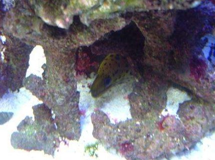 saltwater fish - gymnothorax fimbriatus - fimbriated eel stocking in 55 gallons tank - Another good closeup saltwater fish - gymnothorax fimbriatus - fimbriated eel stocking in 55 gallons tank - Another good closeup