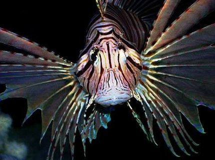 saltwater fish - pterois volitans - volitan lionfish stocking in 29 gallons tank - Volitans Lionfish saltwater fish - pterois volitans - volitan lionfish stocking in 29 gallons tank - Volitans Lionfish