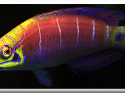 saltwater fish - pseudocheilinus ocellatus - mystery wrasse stocking in 500 gallons tank - Latin Name Pseudocheilinus ocellatus
Common Name Mystery Wrasse
An ideal fish for the reef aquarium, this recently described species was collected for the trade long before it was described. Once thought to occur only in a few isolated areas, it has been recorded from Australia, Marshall Islands and other locations throughout the Indo-Pacific. Found only in deep water, further exploration will likely expand its range. Bold and hardy with a great appetite, The Five Bar Wrasse is ideal for the reef or fish only aquarium. Also known as "Mystery Wrasse" and "Tail Spot Wrasse". Average size is around 1"-2". saltwater fish - pseudocheilinus ocellatus - mystery wrasse stocking in 500 gallons tank - Latin Name Pseudocheilinus ocellatus
Common Name Mystery Wrasse
An ideal fish for the reef aquarium, this recently described species was collected for the trade long before it was described. Once thought to occur only in a few isolated areas, it has been recorded from Australia, Marshall Islands and other locations throughout the Indo-Pacific. Found only in deep water, further exploration will likely expand its range. Bold and hardy with a great appetite, The Five Bar Wrasse is ideal for the reef or fish only aquarium. Also known as "Mystery Wrasse" and "Tail Spot Wrasse". Average size is around 1"-2".
