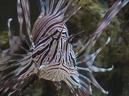 saltwater fish - pterois volitans - volitan lionfish stocking in 210 gallons tank - Volitan Lionfish saltwater fish - pterois volitans - volitan lionfish stocking in 210 gallons tank - Volitan Lionfish