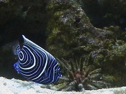 saltwater fish - pomacanthus imperator - imperator angelfish stocking in 210 gallons tank - Emperor Angelfish saltwater fish - pomacanthus imperator - imperator angelfish stocking in 210 gallons tank - Emperor Angelfish