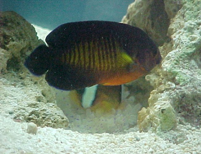 saltwater fish - centropyge bispinosa - coral beauty angelfish saltwater fish - centropyge bispinosa - coral beauty angelfish