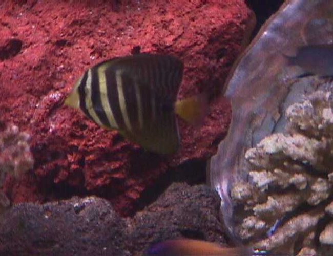 saltwater fish - zebrasoma veliferum - sailfin tang - I have a 120 gallon semi reef tank as my hobby for about 3.5 years. saltwater fish - zebrasoma veliferum - sailfin tang - I have a 120 gallon semi reef tank as my hobby for about 3.5 years.