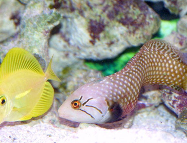 saltwater fish - zebrasoma flavescens - yellow tang - hawaii saltwater fish - zebrasoma flavescens - yellow tang - hawaii