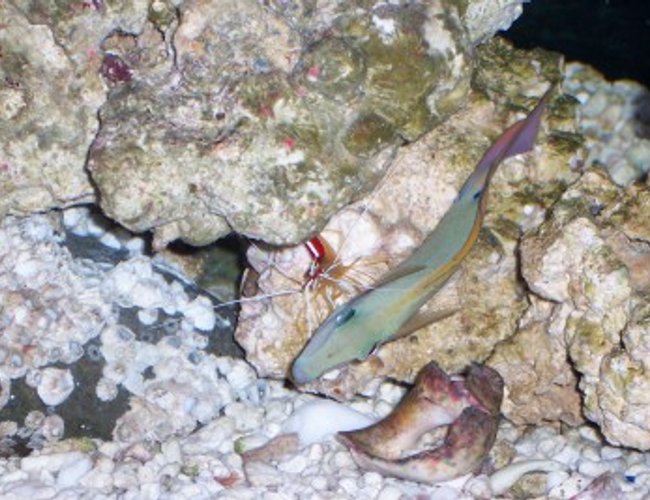 saltwater fish - acanthurus nigrofuscus - lavender tang - Our lavender tang getting cleaned by our cleaner shrimp. saltwater fish - acanthurus nigrofuscus - lavender tang - Our lavender tang getting cleaned by our cleaner shrimp.