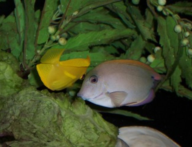 saltwater fish - acanthurus nigrofuscus - lavender tang - Our lavender tang getting cleaned by our cleaner shrimp. saltwater fish - acanthurus nigrofuscus - lavender tang - Our lavender tang getting cleaned by our cleaner shrimp.