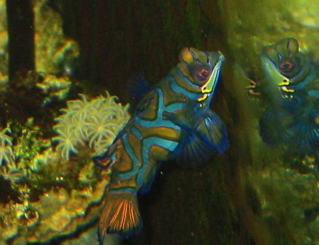 saltwater fish - synchiropus splendidus - green mandarin - 120 reef tank
2 400 20,000K
6 55 blue PC
Tide pool 2
tons of fish and coral and inverts saltwater fish - synchiropus splendidus - green mandarin - 120 reef tank
2 400 20,000K
6 55 blue PC
Tide pool 2
tons of fish and coral and inverts