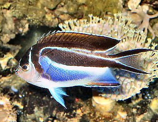 saltwater fish - genicanthus bellus - bellus angelfish - 120 reef tank
2 400 20,000K
6 55 blue PC
Tide pool 2
tons of fish and coral and inverts saltwater fish - genicanthus bellus - bellus angelfish - 120 reef tank
2 400 20,000K
6 55 blue PC
Tide pool 2
tons of fish and coral and inverts