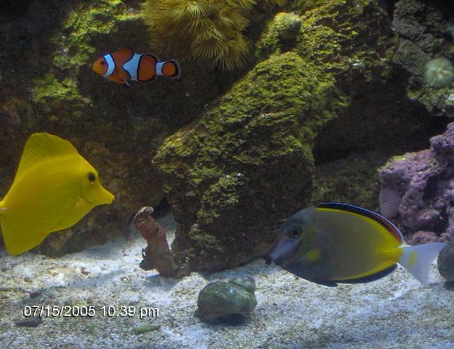 saltwater fish - zebrasoma flavescens - yellow tang - hawaii stocking in 72 gallons tank - yello tang. powder brown tang clownfish saltwater fish - zebrasoma flavescens - yellow tang - hawaii stocking in 72 gallons tank - yello tang. powder brown tang clownfish