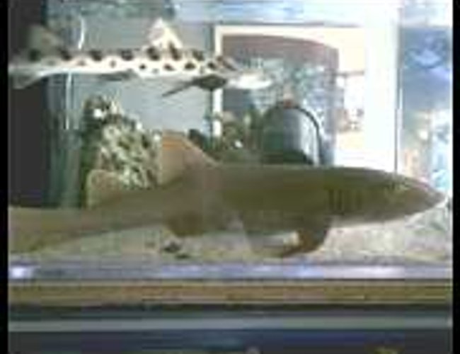 saltwater fish - ginglymostoma cirratum - nurse shark stocking in 125 gallons tank - Nurse shark with lepord shark swiming overhead saltwater fish - ginglymostoma cirratum - nurse shark stocking in 125 gallons tank - Nurse shark with lepord shark swiming overhead