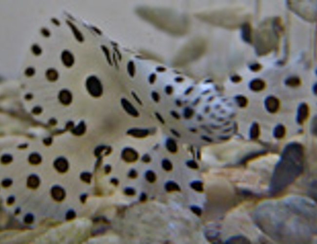 saltwater fish - cromileptes altivelis - panther grouper stocking in 90 gallons tank - nice guy saltwater fish - cromileptes altivelis - panther grouper stocking in 90 gallons tank - nice guy
