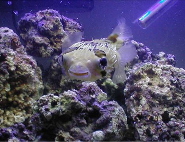 saltwater fish - diodon holocanthus - porcupine puffer - Porcupine Puffer in FOWLR tank. saltwater fish - diodon holocanthus - porcupine puffer - Porcupine Puffer in FOWLR tank.