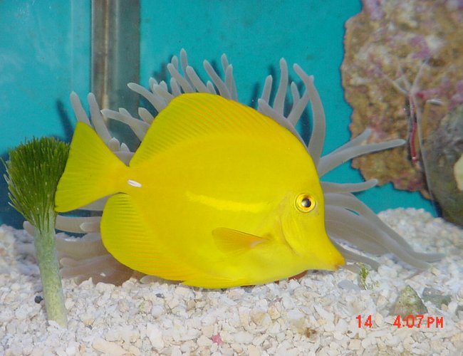 saltwater fish - zebrasoma flavescens - yellow tang - hawaii saltwater fish - zebrasoma flavescens - yellow tang - hawaii