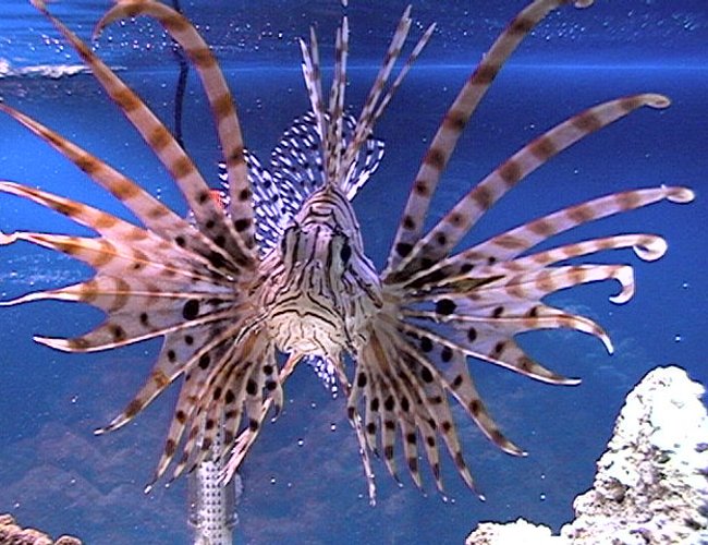 saltwater fish - pterois russelli - russell's lionfish stocking in 75 gallons tank saltwater fish - pterois russelli - russell's lionfish stocking in 75 gallons tank