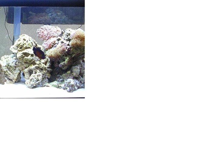 saltwater fish - pseudochromis porphyreus - purple pseudochromis stocking in 60 gallons tank - Rightside or tank since i had to chop my tank in half for the main picture saltwater fish - pseudochromis porphyreus - purple pseudochromis stocking in 60 gallons tank - Rightside or tank since i had to chop my tank in half for the main picture
